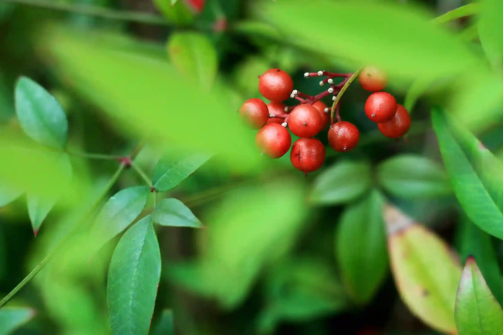 Unlocking the Power of Korean Red Panax Ginseng: Your Ultimate Wellness Ally