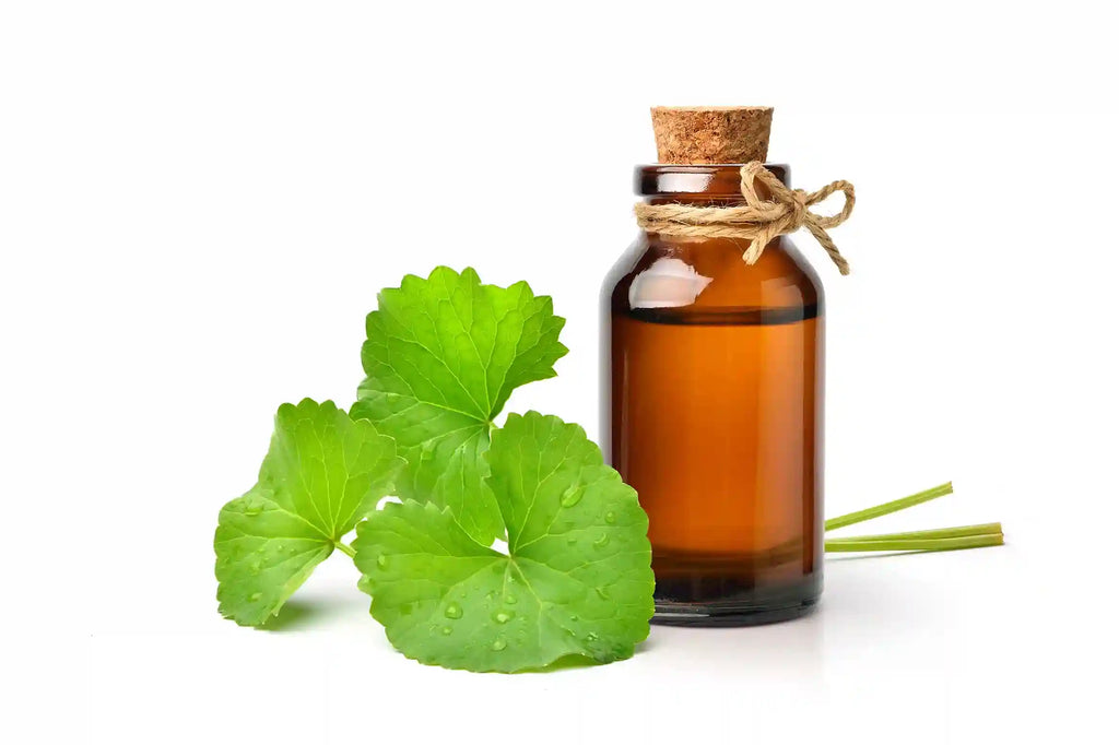 Ginkgo Biloba