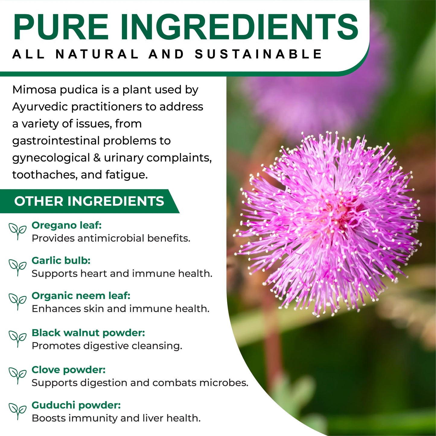 Mimosa Pudica Seed 5000 mg 