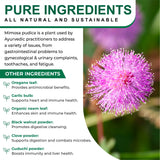 Mimosa Pudica Seed 5000 mg 