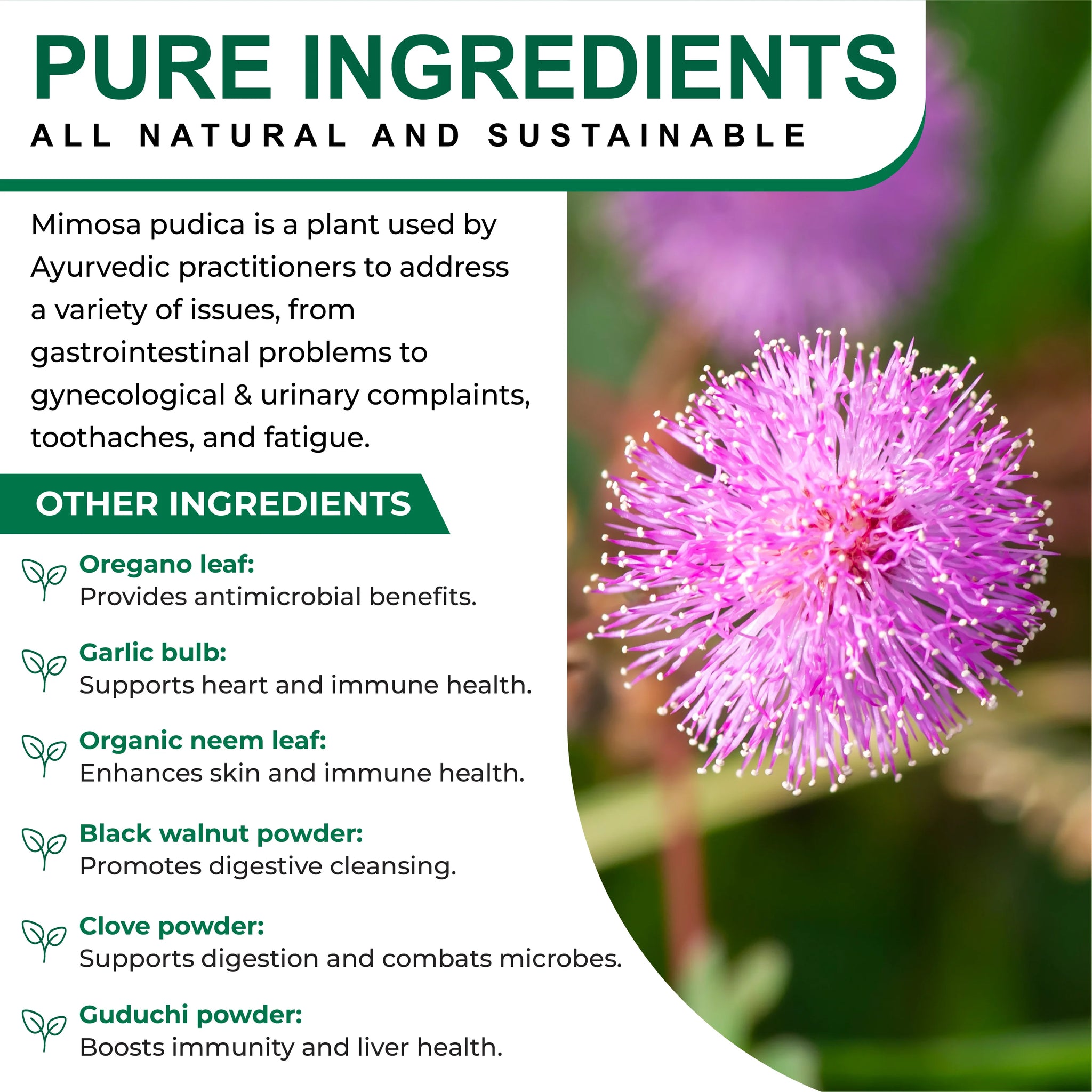 Mimosa Pudica Seed 5000 mg 
